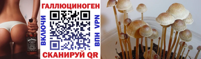 дарнет шоп  Владивосток  Псилоцибиновые грибы мицелий 